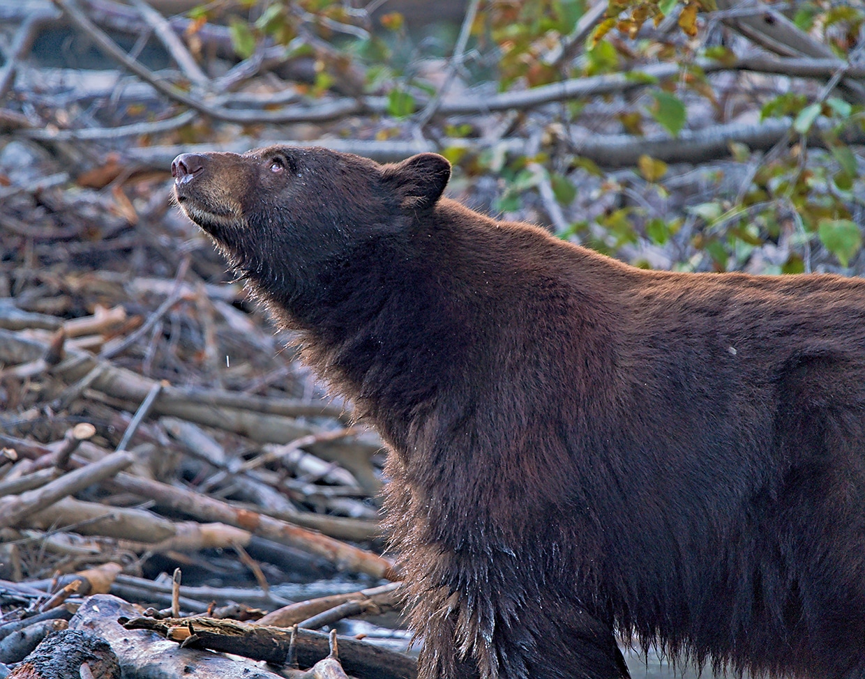 IV. Understanding the Process of Obtaining a Bear Hunting License